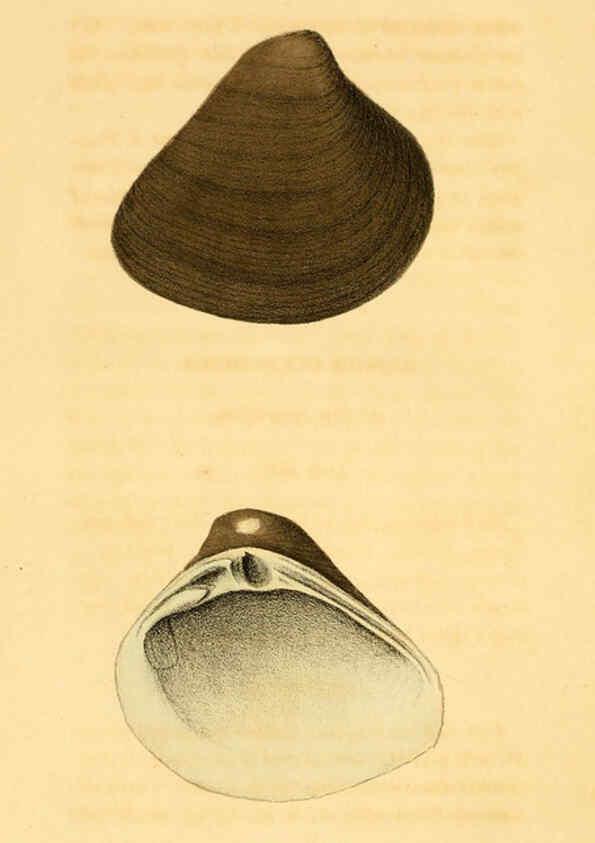Reproducción/Reproduction 5987295679: American marine conchology Philadelphia:Printed for the author,1831