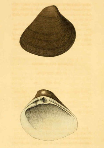 Reproducción/Reproduction 5987295679: American marine conchology Philadelphia:Printed for the author,1831