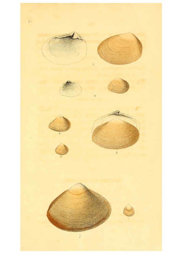 Reproducción/Reproduction 5987858128: American marine conchology Philadelphia:Printed for the author,1831