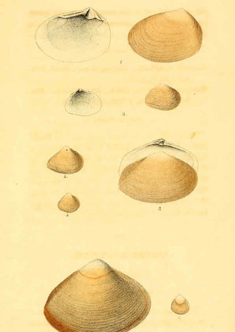Reproducción/Reproduction 5987858128: American marine conchology Philadelphia:Printed for the author,1831