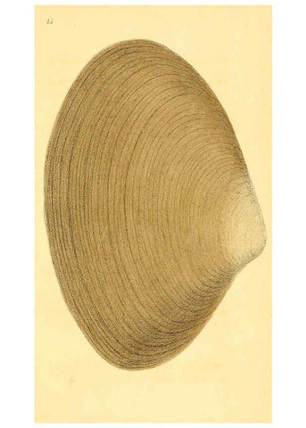 Reproducción/Reproduction 5987858350: American marine conchology Philadelphia:Printed for the author,1831