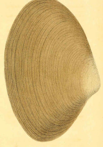 Reproducción/Reproduction 5987858350: American marine conchology Philadelphia:Printed for the author,1831