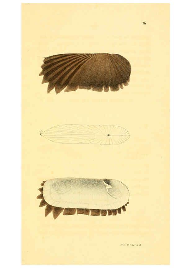 Reproducción/Reproduction 5987296579: American marine conchology Philadelphia:Printed for the author,1831