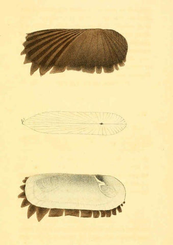Reproducción/Reproduction 5987296579: American marine conchology Philadelphia:Printed for the author,1831