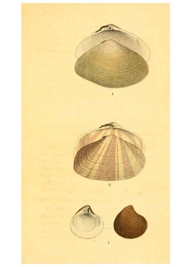 Reproducción/Reproduction 5987858944: American marine conchology Philadelphia:Printed for the author,1831