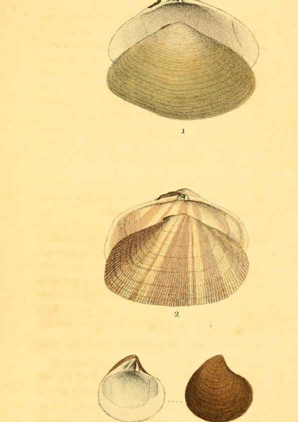 Reproducción/Reproduction 5987858944: American marine conchology Philadelphia:Printed for the author,1831