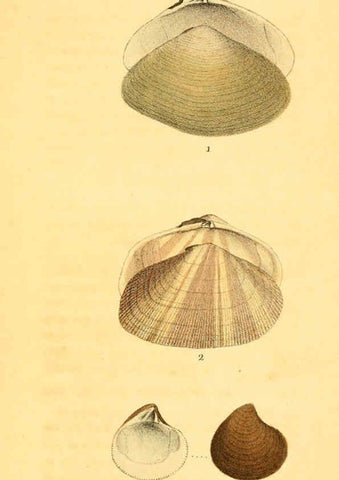 Reproducción/Reproduction 5987858944: American marine conchology Philadelphia:Printed for the author,1831