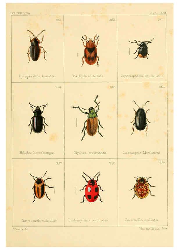 Reproducción/Reproduction 5987277505: British beetles London,Bell and Daldy,1863