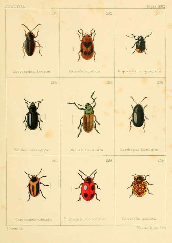 Reproducción/Reproduction 5987277505: British beetles London,Bell and Daldy,1863