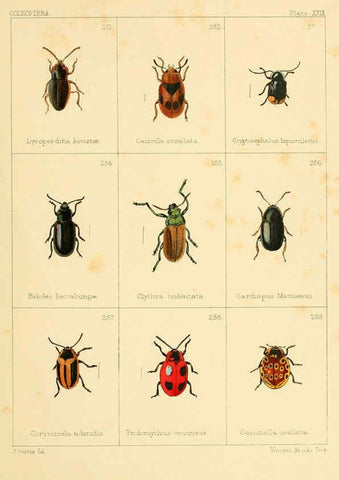 Reproducción/Reproduction 5987277505: British beetles London,Bell and Daldy,1863