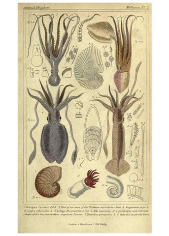 Reproducción/Reproduction 5987882028: The animal kingdom, arranged according to its organization London :G. Henderson,1834