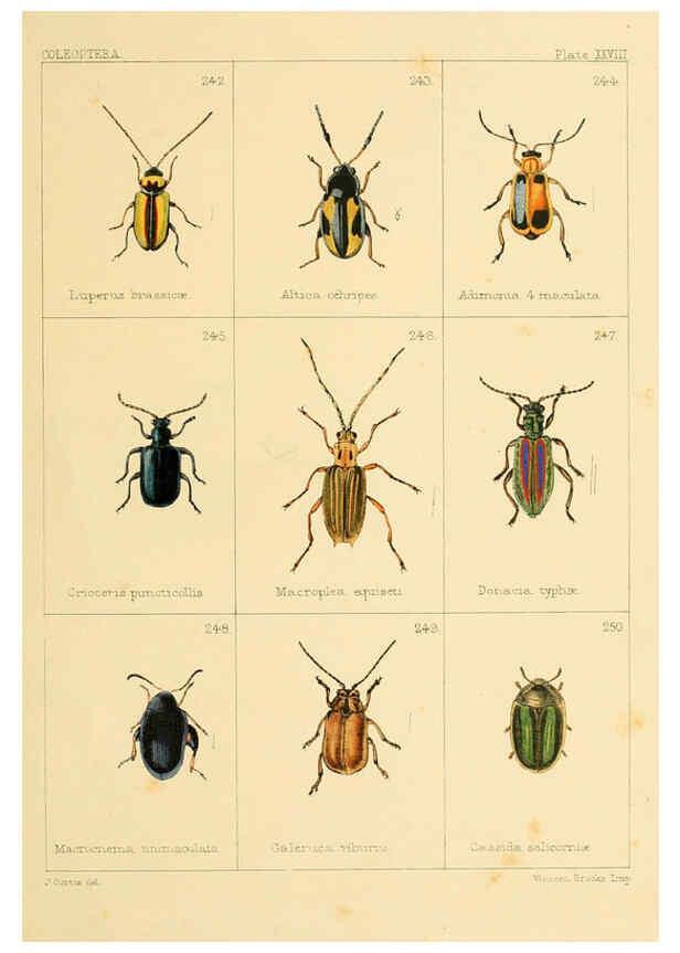 Reproducción/Reproduction 5987839500: British beetles London,Bell and Daldy,1863