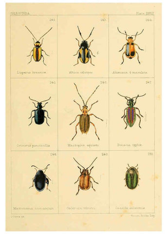 Reproducción/Reproduction 5987839500: British beetles London,Bell and Daldy,1863