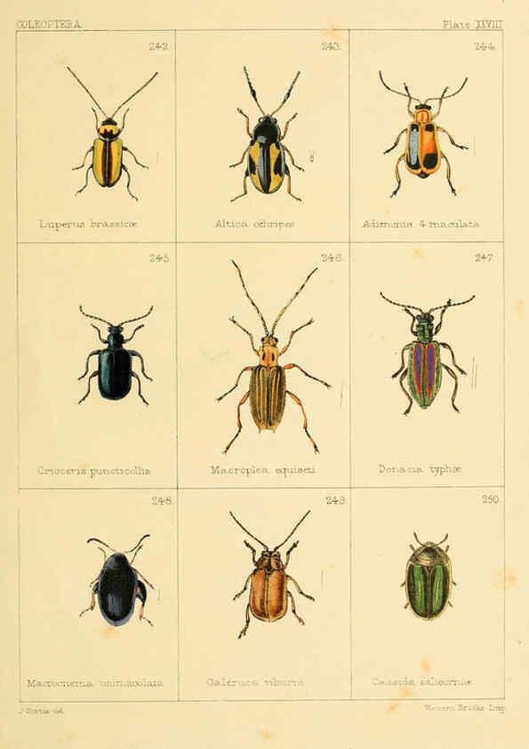 Reproducción/Reproduction 5987839500: British beetles London,Bell and Daldy,1863