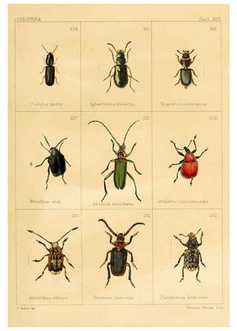 Reproducción/Reproduction 5987839108: British beetles London,Bell and Daldy,1863