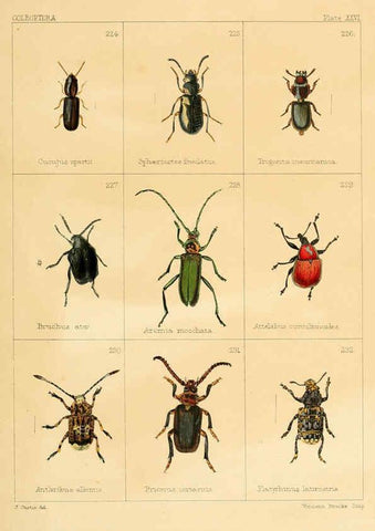 Reproducción/Reproduction 5987839108: British beetles London,Bell and Daldy,1863