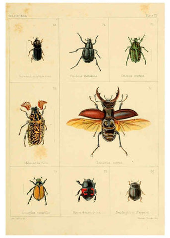 Reproducción/Reproduction 5987835456: British beetles London,Bell and Daldy,1863