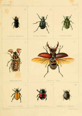 Reproducción/Reproduction 5987835456: British beetles London,Bell and Daldy,1863