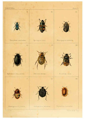 Reproducción/Reproduction 5987273537: British beetles London,Bell and Daldy,1863