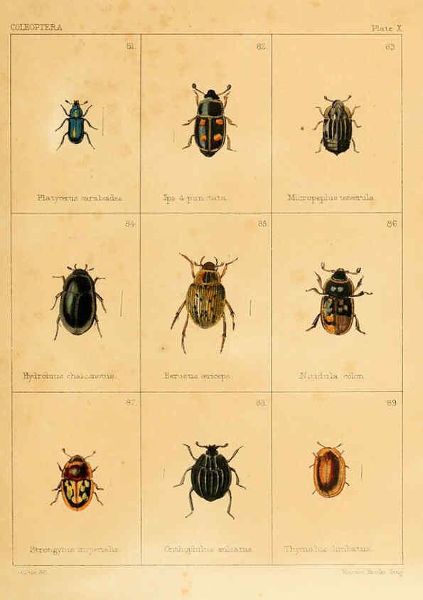 Reproducción/Reproduction 5987273537: British beetles London,Bell and Daldy,1863
