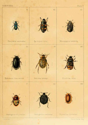 Reproducción/Reproduction 5987273537: British beetles London,Bell and Daldy,1863