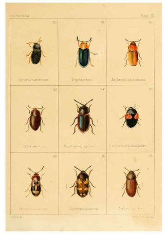 Reproducción/Reproduction 5987273733: British beetles London,Bell and Daldy,1863