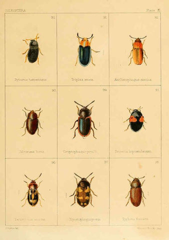 Reproducción/Reproduction 5987273733: British beetles London,Bell and Daldy,1863