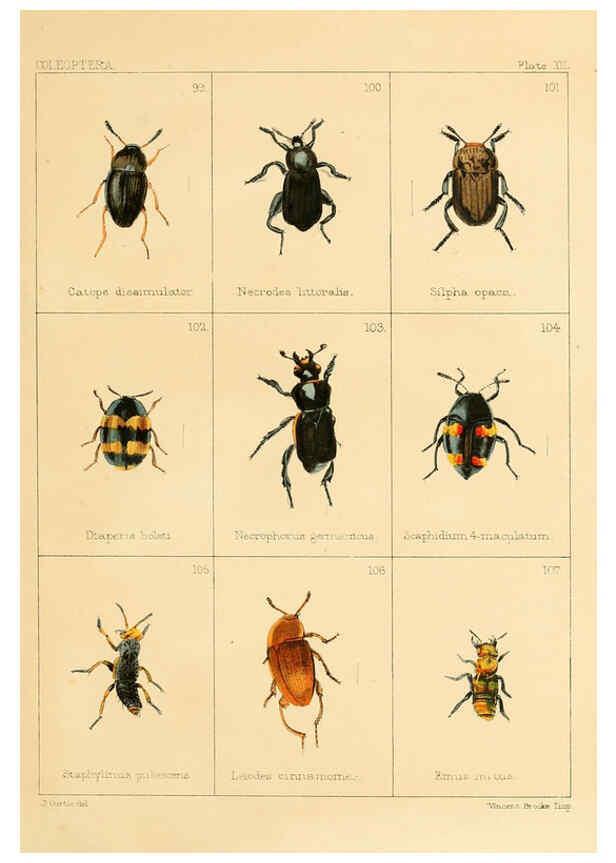 Reproducción/Reproduction 5987835990: British beetles London,Bell and Daldy,1863