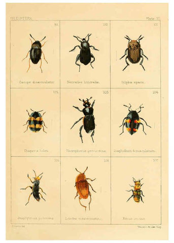 Reproducción/Reproduction 5987835990: British beetles London,Bell and Daldy,1863