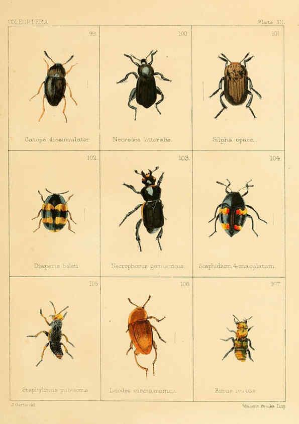 Reproducción/Reproduction 5987835990: British beetles London,Bell and Daldy,1863