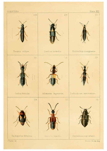 Reproducción/Reproduction 5987274069: British beetles London,Bell and Daldy,1863