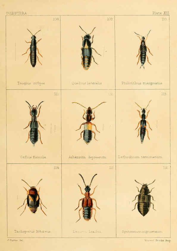 Reproducción/Reproduction 5987274069: British beetles London,Bell and Daldy,1863
