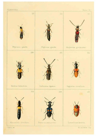 Reproducción/Reproduction 5987274259: British beetles London,Bell and Daldy,1863