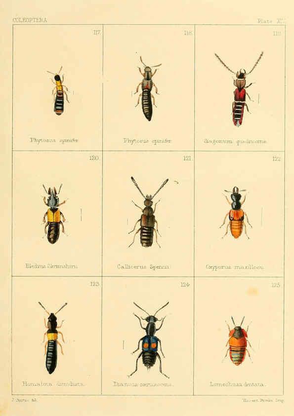 Reproducción/Reproduction 5987274259: British beetles London,Bell and Daldy,1863