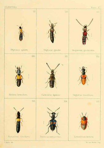 Reproducción/Reproduction 5987274259: British beetles London,Bell and Daldy,1863