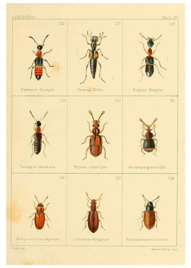 Reproducción/Reproduction 5987274497: British beetles London,Bell and Daldy,1863