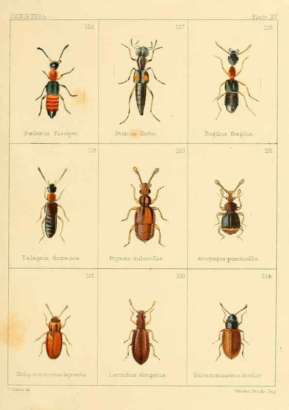 Reproducción/Reproduction 5987274497: British beetles London,Bell and Daldy,1863