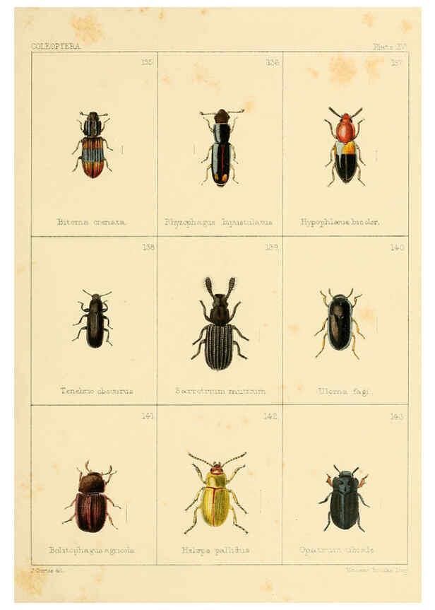 Reproducción/Reproduction 5987274685: British beetles London,Bell and Daldy,1863