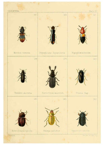 Reproducción/Reproduction 5987274685: British beetles London,Bell and Daldy,1863