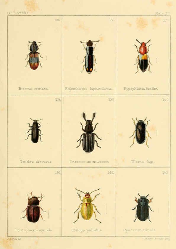 Reproducción/Reproduction 5987274685: British beetles London,Bell and Daldy,1863