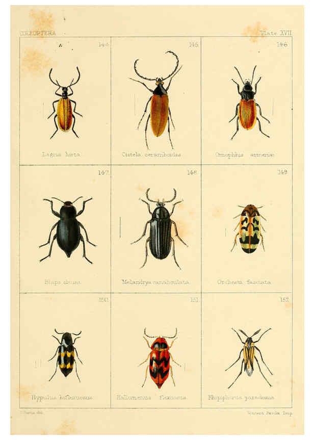 Reproducción/Reproduction 5987274845: British beetles London,Bell and Daldy,1863