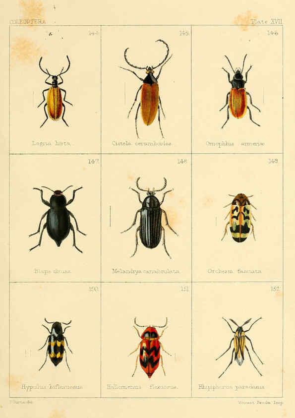 Reproducción/Reproduction 5987274845: British beetles London,Bell and Daldy,1863