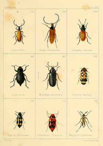 Reproducción/Reproduction 5987274845: British beetles London,Bell and Daldy,1863