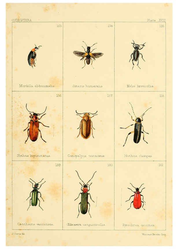 Reproducción/Reproduction 5987275099: British beetles London,Bell and Daldy,1863