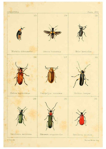 Reproducción/Reproduction 5987275099: British beetles London,Bell and Daldy,1863