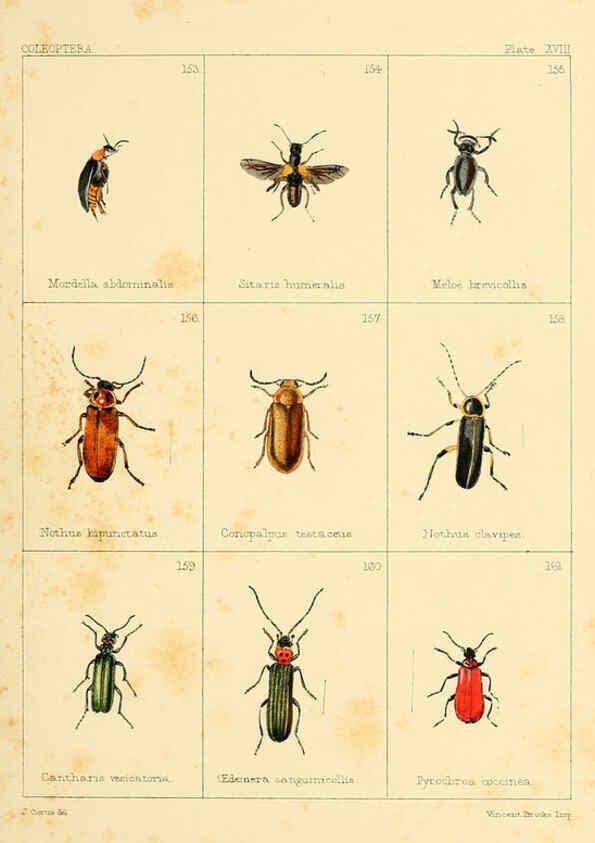 Reproducción/Reproduction 5987275099: British beetles London,Bell and Daldy,1863