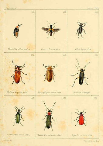 Reproducción/Reproduction 5987275099: British beetles London,Bell and Daldy,1863