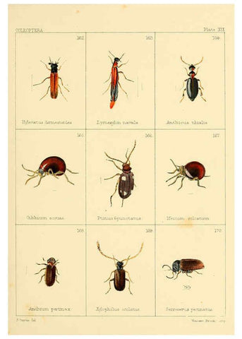 Reproducción/Reproduction 5987837394: British beetles London,Bell and Daldy,1863