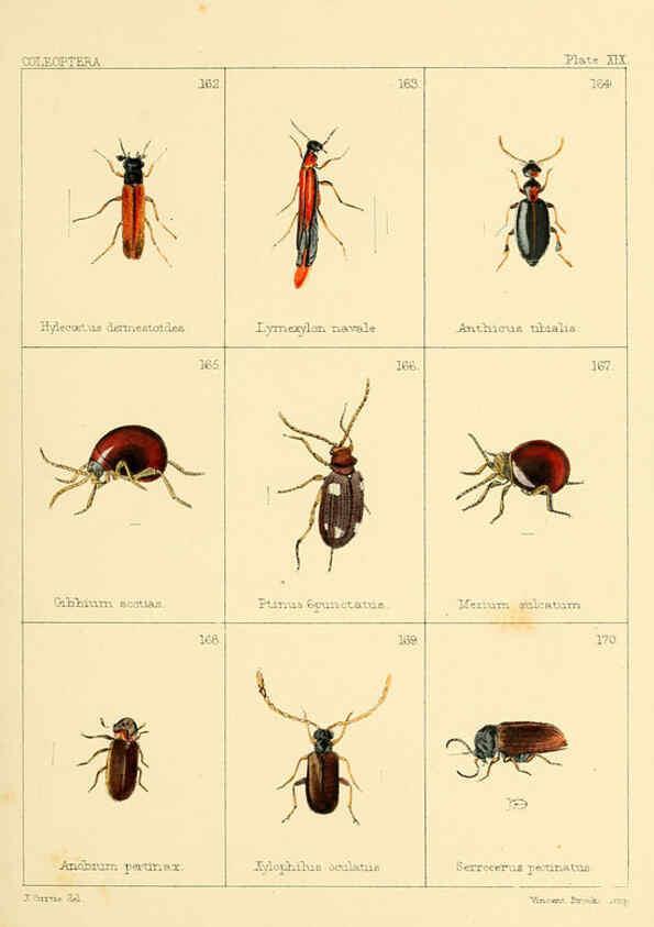Reproducción/Reproduction 5987837394: British beetles London,Bell and Daldy,1863