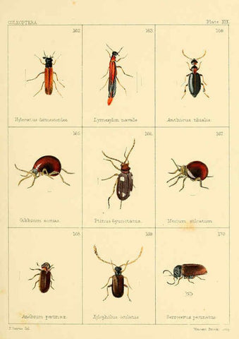 Reproducción/Reproduction 5987837394: British beetles London,Bell and Daldy,1863